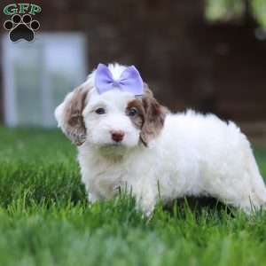 Jewel, Cockapoo Puppy